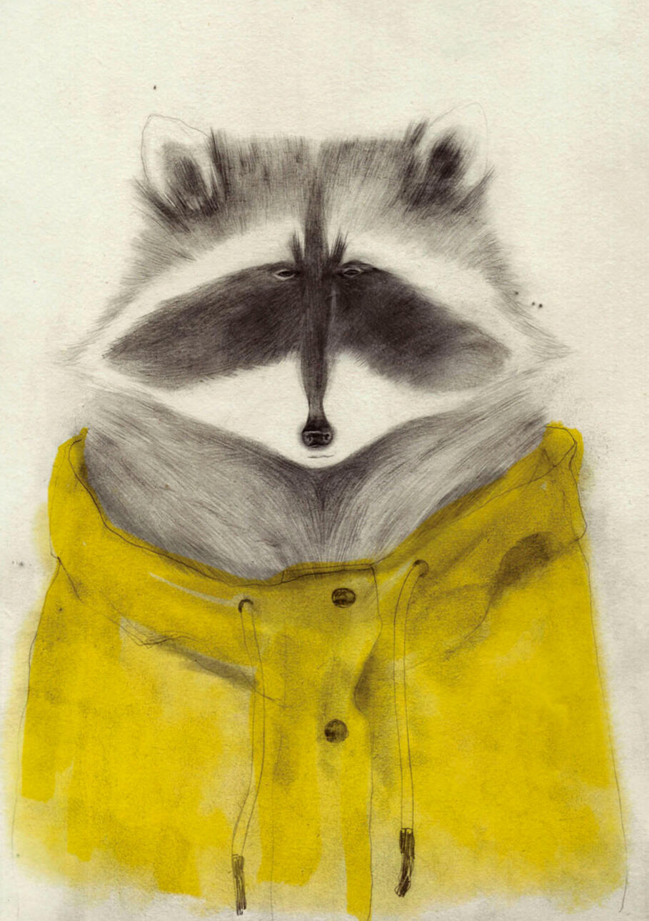 racoon racoon